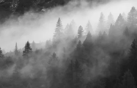 Black and white forest landscape in the Dolomites covered by mist, used for fine art prints and image licensing.