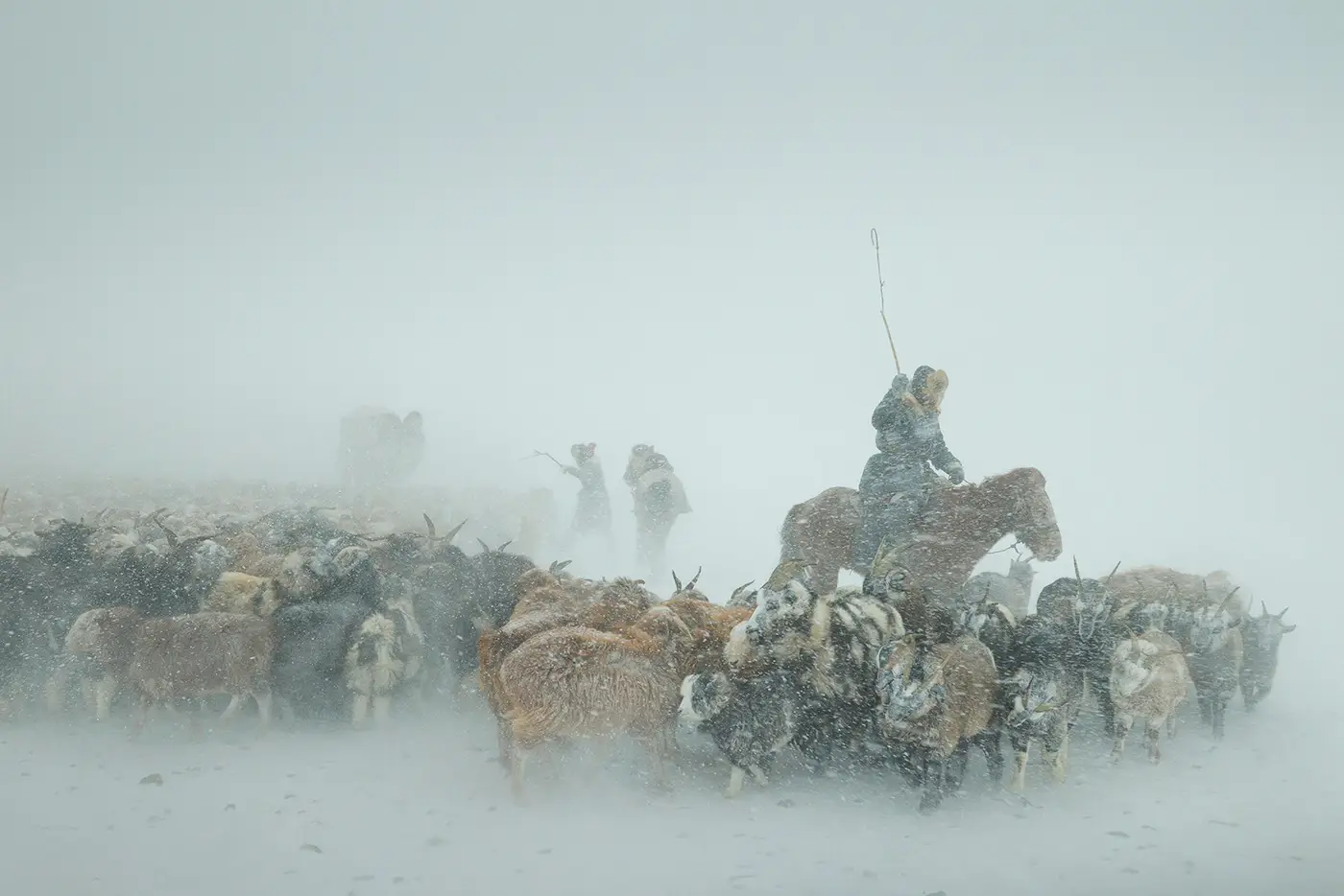Reindeer herders crossing a snowstorm during a Mongolia winter photography expedition