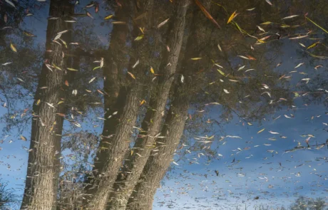 Landscape photography showing tree reflections and floating leaves on water, inspired by slow travel and observing a place.